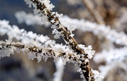 blog-sticky-image-prince-tree-surgery1-7